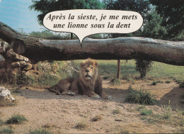 LION  . -  Carte Avec Une Pointe D'humour - Lions
