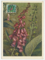 Maximum Card Belgium 1951 Purple Foxglove - Andere & Zonder Classificatie