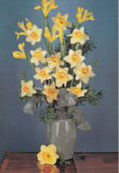 Narcisses - Blumen