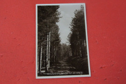 Catanzaro Sila Piccola Villaggio Mancuso Passeggiata Nel Bosco 1935 Non Animata - Catanzaro