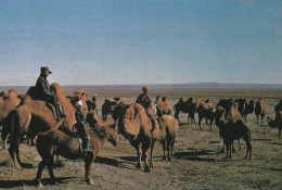 1 AK Mongolei * A Camel Breeder In South Gobi - Eine Kamelherde Im Gebiet Aimak * - Mongolei