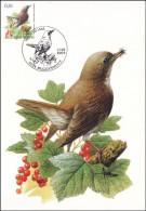 CM/MK° - Rossignol Philomèle / Nachtegaal / Nachtigall / Nightingale - Buggenhout - 17-04-2004 - BUZIN - 1985-.. Birds (Buzin)