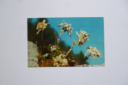 FLEURS  - EDELWEISS - Blumen
