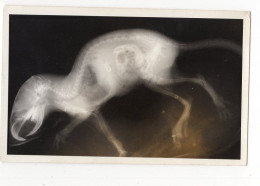 Snapshot Superbe Etrange Surrealisme Rayon X Radio Squelette Rat Oiseau Perroquet Animal 50s 60s - Autres & Non Classés