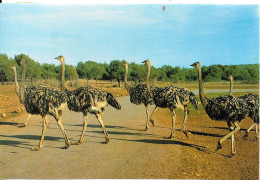 AUTRUCHES   -  SAFARI RUHE - MALLORCA - Oiseaux