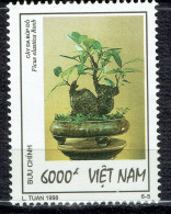 Bonsaï : Ficus Elastica Roxb - Vietnam