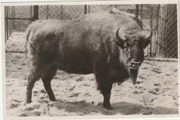 Amsterdam In Artis Geboren Wisent-koe # 1942    4423 - Amsterdam