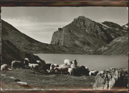 11303735 Kandersteg BE Leukerbad Gemmipass Schafen Daubensee Daubenhorn Kanderst - Other & Unclassified