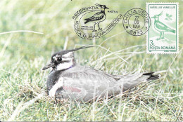 Vanneau Huppé (Français)  Vanellus Vanellus - Birds