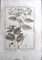 1792-Solanum Crispum, Solanum Lineatum Incisione In Rame Tratta Da Flora Peruvia - Estampes & Gravures