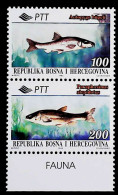 1995-Bosnia Erzegovina (MNH=**) Serie 2 Valori Pesci - Bosnie-Herzegovine