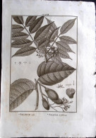 1792-Solanum Mite, Solanum Viridiflorum Incisione In Rame Tratta Da Flora Peruvi - Stiche & Gravuren