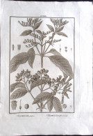 1792-Hamellia Patens Hamellia Sphaerocarpa Incisione In Rame Tratta Da Flora Per - Prenten & Gravure