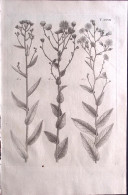 1700circa-Botanica Tav.XXVII Incisione Su Rame Dim.22x30cm. - Prints & Engravings