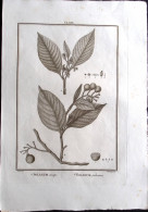 1792-Solanum Anceps, Solanum Pubescens Incisione In Rame Tratta Da Flora Peruvia - Estampes & Gravures