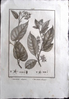 1792-Solanum Oblongum, Solanum Obliquum Incisione In Rame Tratta Da Flora Peruvi - Estampes & Gravures