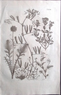 1700circa-Botanica Tav.XXVI Incisione Su Rame Dim.22x30cm. - Prenten & Gravure