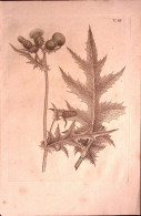 1700circa-Botanica Tav.XII Incisione Su Rame Pianta Tipo Onopordum Horridum Dim. - Estampes & Gravures