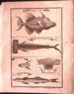 1745-A Bourse From Froger; Pantouflier, Panapana Or Hammer-fish; The Sucker Flat - Estampas & Grabados