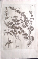 1700circa-Botanica Tav.II Incisione Su Rame Dim.22x30cm. - Prints & Engravings