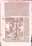1606-Ramusio Xilografia "Platano"dim.16x27 Cm.tratta Dall'opera "Delle Navigatio - Prenten & Gravure