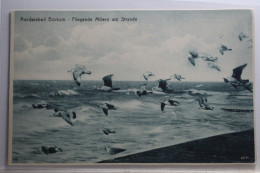 AK Nordseebad Borkum Fliegend Möven Am Strand Ungebraucht #PH740 - Sonstige & Ohne Zuordnung