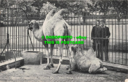 R555164 London Zoological Gardens. Bactrian Camel And Young. London Stereoscopic - Other & Unclassified