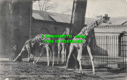 R555165 London. Zoological Gardens. Giraffes. London Stereoscopic Companys Serie - Other & Unclassified