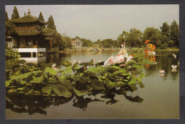 115423/ HANGZHOU, West Lake, Breeze Caressed Lotus At Qu Courtyard - Chine