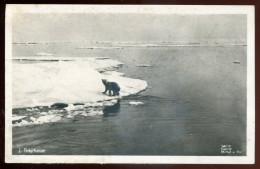 NORWAY 1910s Polarhavet. Polar Bear. Real Photo Postcard (h2240) - Norvegia