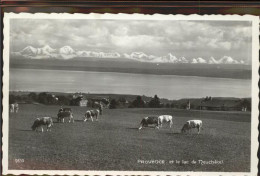 11294672 Neuchatel NE See Kuehe Neuchatel - Sonstige & Ohne Zuordnung