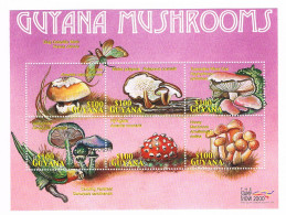 Pilze; Kleinbogen Guyana - Mushrooms