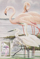 MAXIMA 1970  FRANCIA - Flamingos