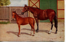 HORSES - MARE AND FILLY - Paarden