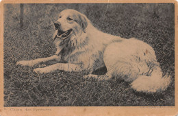 TH-ANIMAUX CHIEN DES PYRENEES-N°2147-H/0345 - Dogs