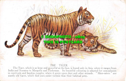 R555112 Tiger. Natural History Series No. 556. Set No. 1. A. M. Davis - Monde