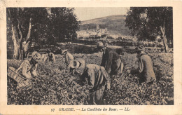 06-GRASSE-CUEILLETTE DES ROSES-N°2150-F/0333 - Grasse