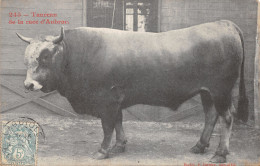 12-SCENE DE L AVEYRON-TAURAU D AUBRAC-N°2151-B/0171 - Autres & Non Classés