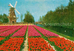 72624522 Lisse Keukenhof Windmuehle Lisse - Other & Unclassified