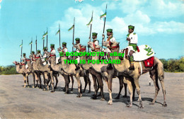 R555543 Aden. Federal Regular Army Camel Troop. Dick Ketchian. 1964 - Monde