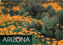 Fleurs - Plantes - Cactus - Arizona - A Blanket Of Mexican Goldpoppies Frame A Patch Ot Prickly Pear Cacti In Southern A - Sukkulenten