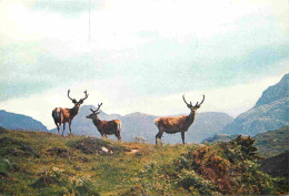 Animaux - Cervidés - Royaume Uni -Ecosse - Scotland - UK - United Kingdom - The Scottish Highlands - Red Deer - CPM - Vo - Autres & Non Classés