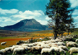 Animaux - Moutons - Puy De Dome - Troupeau De Moutons - CPM - Voir Scans Recto-Verso - Other & Unclassified