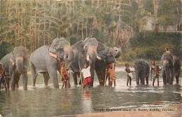 Animaux - Eléphants - Sri Lanka - Ceylon - Kandy - Temple Elephants About To Bathe - Animée - Colorisée - CPA - Voir Sca - Elefantes