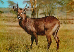 Animaux - Waterbuck O Cobo Dell'Ellisse - CPM - Voir Scans Recto-Verso - Other & Unclassified