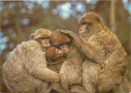 Animaux - Singes - La Montagne Des Singes De Kintzheim - La Forêt Des Singes De Rocamadour - Macaque De Barbarie - CPM - - Singes