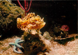 Animaux - Poissons - Aquarium De La Rochelle - 17.300.11 - Antennarius - Etoile Tropicale Bleue - Gorgone Violette - Car - Pescados Y Crustáceos