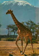 Animaux - Girafes - African Wildlife - Voir Timbre Du Kenya - CPM - Voir Scans Recto-Verso - Girafes