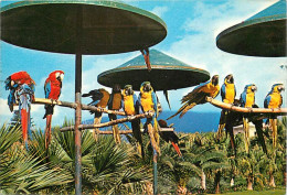 Animaux - Oiseaux - Perroquet - Ténérife - Puerto De La Cruz - Loro Parque - CPM - Voir Scans Recto-Verso - Pájaros