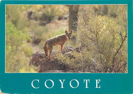Animaux - Loups - Coyote - Wolf - Lobo - CPM - Carte Neuve - Voir Scans Recto-Verso - Andere & Zonder Classificatie